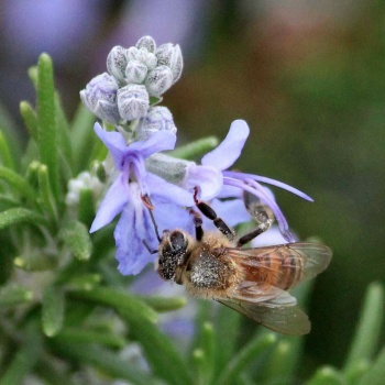 Honeybee on Rosemary, San Dieguito County Park, Solana Beach, California