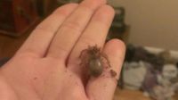 Golden Knee Spiderling, will get 7 inches!!!!