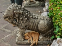 Cat sleeping, Bangkok