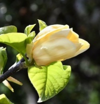 Beautiful Spring Blooms