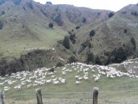 moving sheep NZ