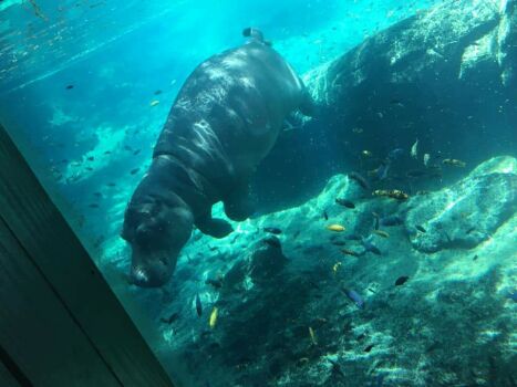 Hippo - Animal Kingdom