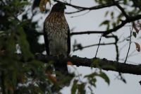 Cooper Hawk