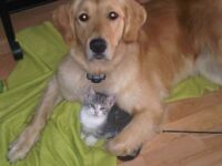 Meggie & Kitten Ozzie