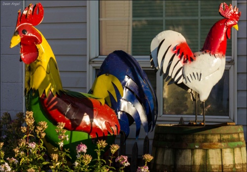 Two Roosters