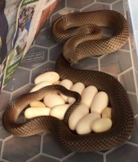 venomous eastern brown snake