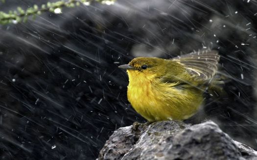 Lime bird under the rain!!