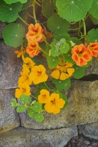Nasturtiums