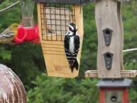 Female Hairy Woodpecker with an Oriole in the background