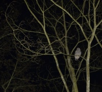 Owl at Night