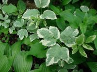 Ivy