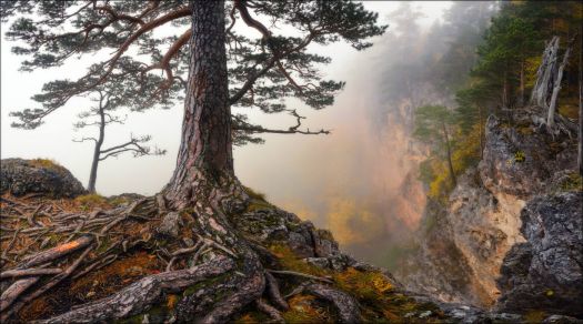 Pine tree in the mist