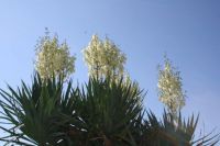 Yucca in meinem Garten
