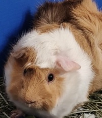 Jack the guinea pig