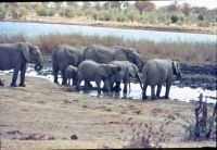 Elephants at waterhole