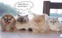 cat and dog