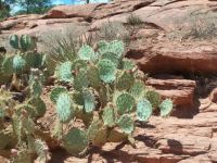 Prickly Pear Cactus Sedona, AZ
