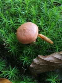 Mmhh ... a delicious mushroom