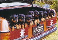 Puppies in the trunk