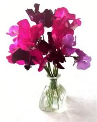 Sweet peas in a small glass vase