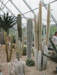 Kaktusy 3
