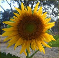 Sunflower From My Garden