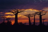 boabab trees at sunset .