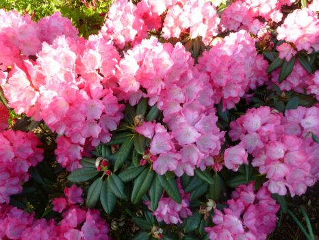 My sister's Rhododendron ... the bigger Version