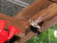 hummers 7-28-2015 051