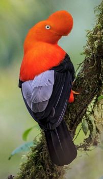Rupicola Guianan cock-of-the-rock