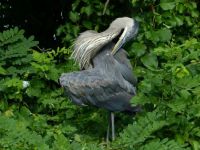 A Heron puzzle created for Judie