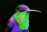 Humming Bird  🪽
