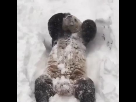 Not sure anyone is having more fun in the snow than Tian Tian at the National Zoo!