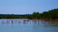 egrets at the mouth of the washita river