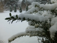 New Fallen Snow