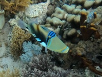 Picasso Trigger Fish - 2023 Sail among The Lesser Sunda Islands, Malay Archipelago, Indonesia