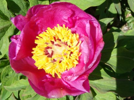 Mother's Day Peony
