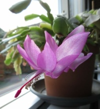 "Christmas" Cactus Flower