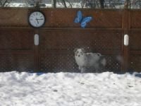Sheila in Snow