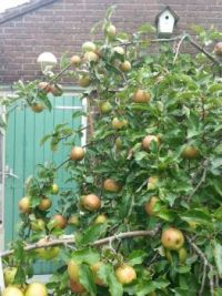 Appelboom