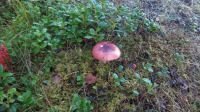mushroom
