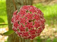 Symmetry in Nature_Hoya Pubicalyx
