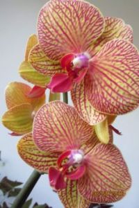 My Orchid (Phalaenopsis)