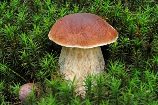 Krásný hříbek - A beautiful mushroom