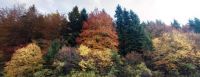 Herbst