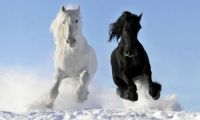 wonderful-horses-desktop-background-340670