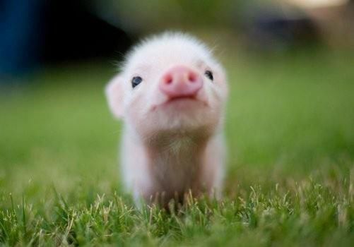 little piggy