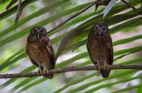 Ochre-bellied Hawk-owl (Ninox ochracea)