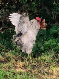 lavender orpinton rooster strutting his stuff