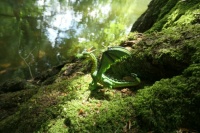 Little Dragon Challenge X